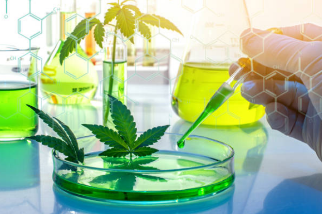 cannabis oil