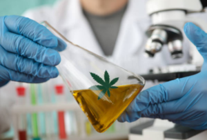 Cannabis experiment