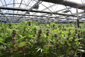 farming cannabis